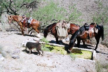 Quarter Circle U Ranch horses at No Name Spring water trough
